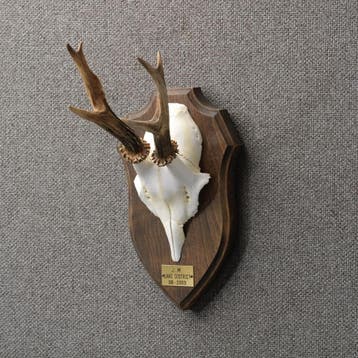 Reebok Gewei Taxidermie Opgezette Dieren By Max, Ophalen of Verzenden, Nieuw, Wild dier, Opgezet dier
