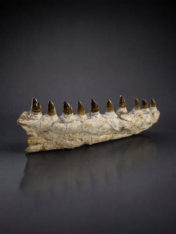 Mosasaurus - Gefossiliseerde kaak - 57 cm - 21 cm, Verzamelen, Mineralen en Fossielen