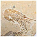 Mooi bewaarde grote fossiele garnaal Carpopenaeus sp -