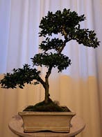 ilex bonsai (japanse hulst) - Hoogte (boom): 35 cm - Diepte, Antiek en Kunst