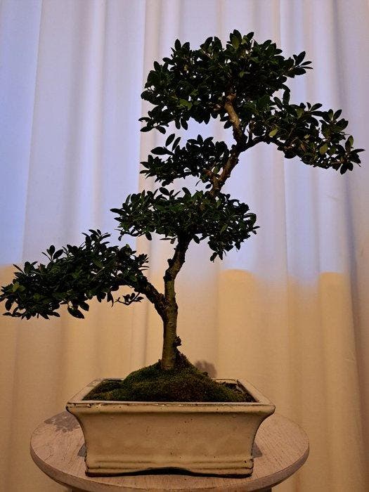 ilex bonsai (japanse hulst) - Hoogte (boom): 35 cm - Diepte, Antiek en Kunst, Curiosa en Brocante