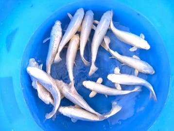 Yamasan  Platina Ogon 33-37 cm (Japanse Koi), Karper of Koi