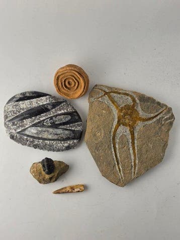 Gefossiliseerd dier - Mixed Fossil Collection from Morocco –, Verzamelen