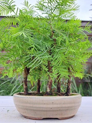 metasequoia bos in bonsaischaal - Hoogte (boom): 27 cm -