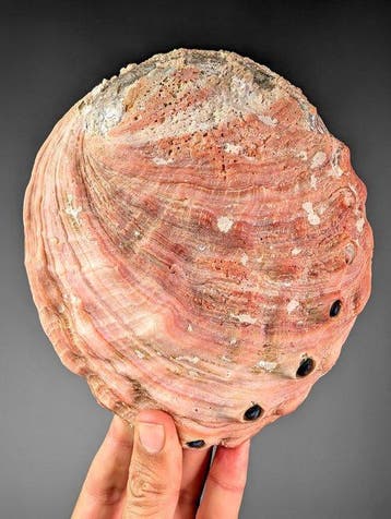 Prachtige rode abalone Zeeschelp - Haliotis rufescens, Verzamelen, Nieuw