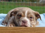Old English Bulldog pups! | Mogen mee! | Hartelijk Welkom., Parvo, Nederland, 8 tot 15 weken, Bulldog
