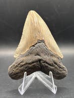 Megalodon - Fossiele tand - Otodus Megalodon - 7.95 cm -, Verzamelen