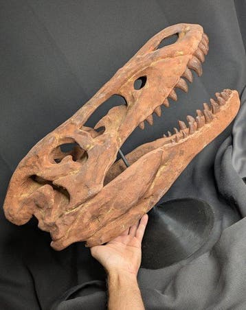 Fossiele schedel - Jane (Tyrannosaurus rex juvenile, Verzamelen