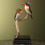 Zebra-IJsvogel Koppel Taxidermie Opgezette Dieren By Max, Ophalen of Verzenden, Nieuw, Vogel, Opgezet dier