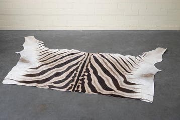 Plains Zebra Skin with Head Gewei - Equus quagga - 115 cm -, Nieuw