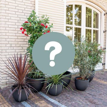 Green Bubble - Verrassingspakket XL – 5 buitenplanten, Ophalen of Verzenden