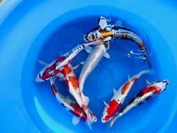 Koivriend Dedemsvaart uw dealer in Japanse koi., Karper of Koi