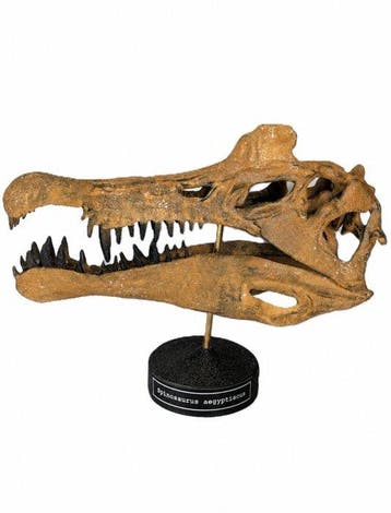 Fossiele schedel - Spinosaurus aegyptiacus - Museum-Grade