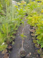 Walnootboom, Juglans regia potgekweekt, 100-120 cm €7,50, Ophalen, In pot, Overige soorten, 100 tot 250 cm