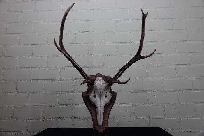 Large Red Stag Trophy Schedel - Cervus elaphus - 38 cm - 67, Verzamelen, Dierenverzamelingen