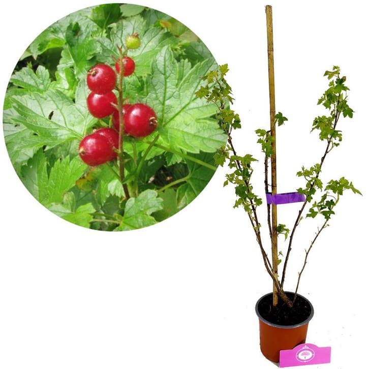 Ribes glandulosum + pot 14cm, Tuin en Terras, Planten | Fruitbomen, Volle zon, Verzenden