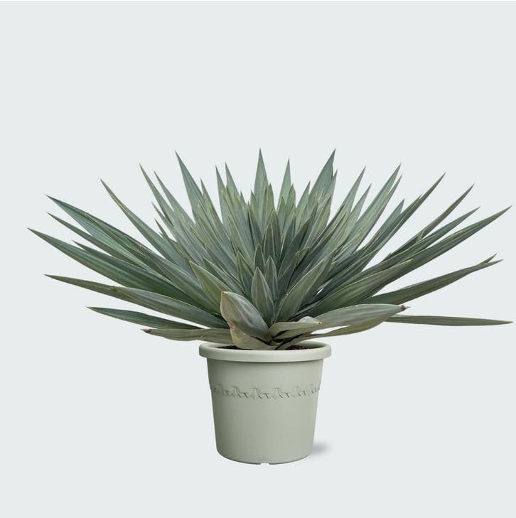 Green Bubble - YGLS45VC Yucca Gloriosa - 140 cm - Ø45 cm, Tuin en Terras, Planten | Tuinplanten, Ophalen of Verzenden