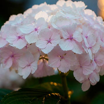 Hortensia macrophylla Madame Emile Mouill_re container (P1, Verzenden, Hortensia, Struik