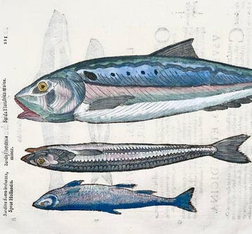 Aldrovandi; Fish, Sardines - Folio with 5 hand coloured