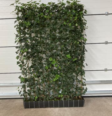 Kant en klaar Haag - Hedera schutting 120 x 180 cm, Ophalen of Verzenden, Haag, 100 tot 250 cm