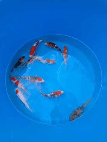 Koi aanbieding Conias: 5e gratis!, Karper of Koi
