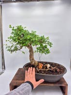 Bonsai van Zelkova - Collectiestuk - Hoogte (boom): 44 cm -