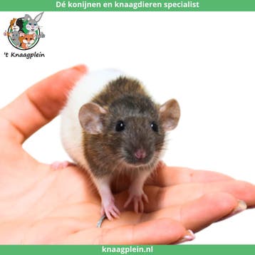Jonge handtamme dwergratten te koop!, Dieren en Toebehoren, Meerdere dieren, Rat, Tam