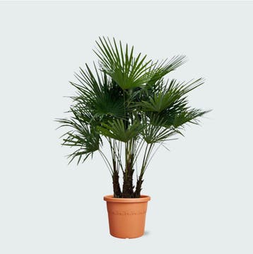 Green Bubble - Trachycarpus Multistam - 220cm - Ø50 cm, Ophalen of Verzenden