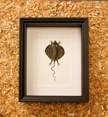 Draakje Taxidermie volledige montage - Drago volans - 23.5, Antiek en Kunst