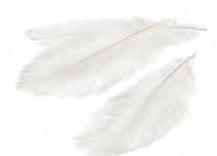 Struisvogelveren Wit 40–45 cm 3 stuks, Hobby en Vrije tijd, Knutselen, Nieuw, Ophalen of Verzenden