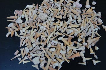 100 gram fossiele haaientandjes --NO RESERVEPRiCE-- -