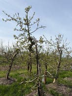 Volwassen Delcorf Bomen ca. 20 jaar oud, 100 tot 250 cm