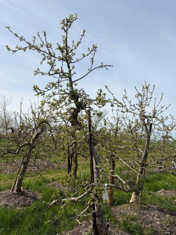 Volwassen Delcorf Bomen ca. 20 jaar oud, 100 tot 250 cm