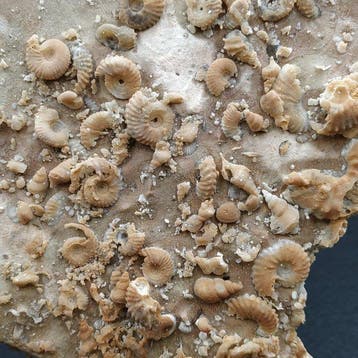 Gesilicificeerde ammonieten, slakken en schelpen - Fossiele