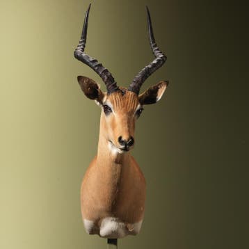 Impala Taxidermie Opgezette Dieren By Max, Verzamelen, Dierenverzamelingen, Ophalen of Verzenden, Nieuw, Wild dier, Opgezet dier