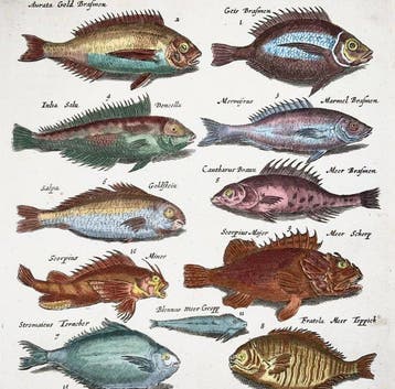Matthäus Merian (b.1593); Hand coloured folio: Sea Bream,