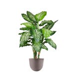 Dieffenbachia kunstplant, H115cm, Ophalen of Verzenden, Overige soorten, 100 tot 150 cm