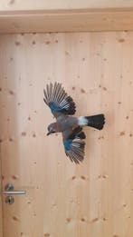 Gaai Taxidermie volledige montage - Eichelhear - 30 cm - 45, Nieuw