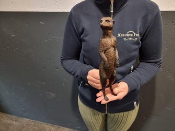 Beeld, Bronze Meerkat - 28 cm - Brons, Antiek en Kunst, Curiosa en Brocante
