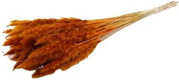 Fluffy Pampas Oranje 70gr 75-80cm, Huis en Inrichting, Woonaccessoires | Kunstplanten en Kunstbloemen, Ophalen of Verzenden