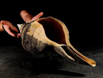 Vermaarde indrukwekkende Australische trompet Taxidermie, Nieuw