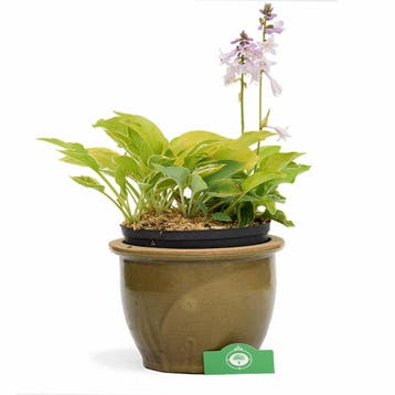 Hosta Experience, Verzenden