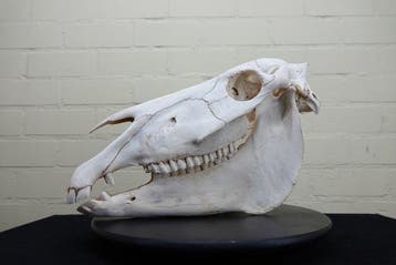 Steppezebra Schedel - Equus quagga - 19 cm - 29 cm - 46 cm-, Nieuw