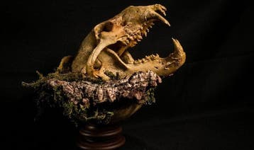 Holenbeer Taxidermie replica montage - Mors in Ortu -