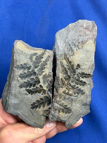 Prachtig duo van plantfossielen - Gefossiliseerde plant -