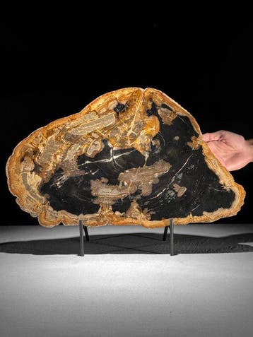 C - Prachtige extra grote plak versteend hout op een op maat