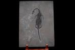 Fossiele plaatmatrix - Keichousaurus sp. (Pregnant) - 23.7