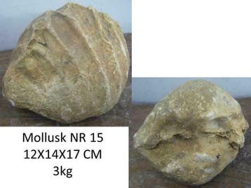 versteende schelp, fossiel schelp, mollusk, slakkenhuis, Verzamelen, Ophalen of Verzenden, Mineraal