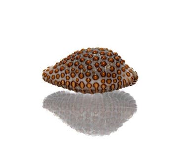 WERELDRECORD-GROOTTE? Jenneria pustulata (26 mm) |, Nieuw