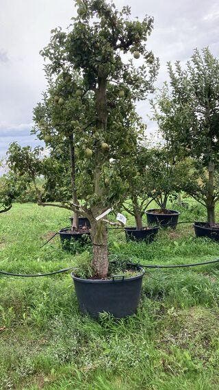 6x Perenboom, Pyrus Conference, karakterboom, vruchtdra